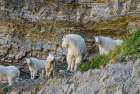 USA, Utah. Family of mountain goats on rocky ledge, Mount Timpanogos Wilderness. Art Print
